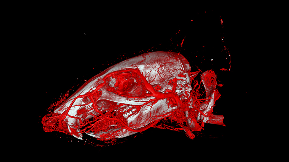 3D imaging of the blood vessels of a mouse head using X-ray computer tomography and the newly developed contrast agent "XlinCA".@ Willy Kuo, UZH
