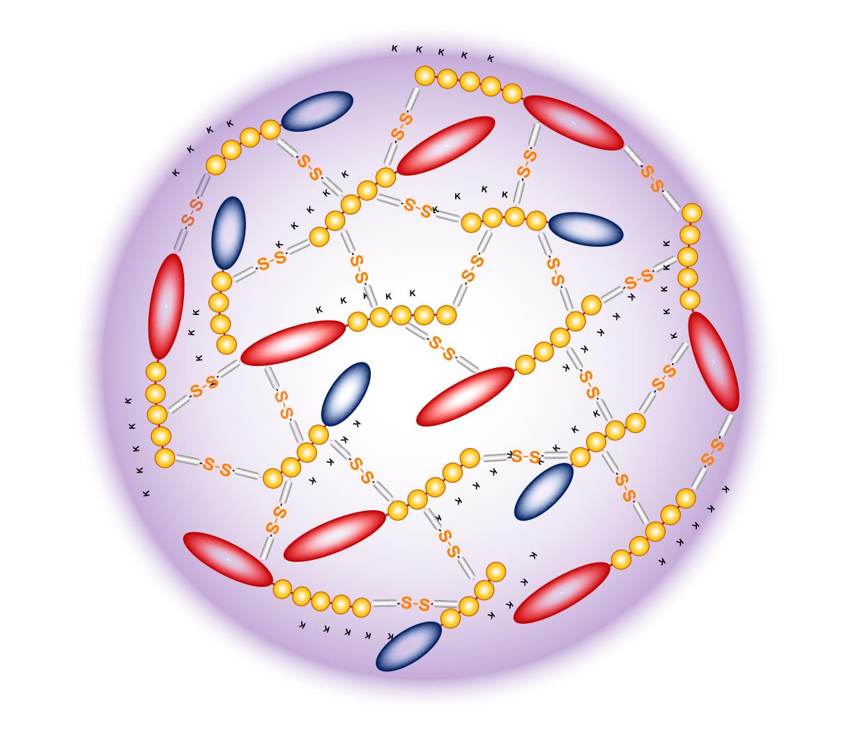The vaccine is too large to be absorbed by blood vessels : it travels naturally to the lymph nodes © LBI / EPFL