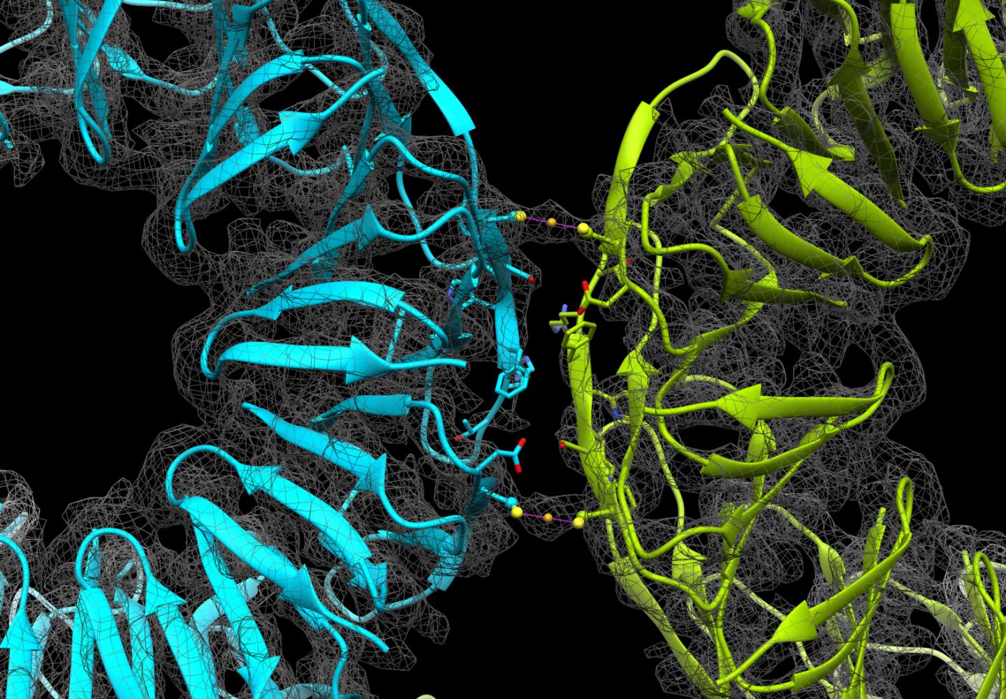 Protein cages using gold ions. @ University of Tsukuba