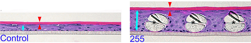 The epidermal-equivalent models generated from epidermal cells with (right) or without (left) a basal layer made of polyester mesh. Living layers are indicated by blue arrows and stratum corneum by red arrows. Asterisks indicate cross sections of polyester fibers. Scale bars = 50 μm @ Kumamoto J. et al., Scientific Reports, December 20, 2018
