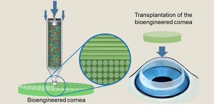 Schematic illustration of the alignment of collagen fibers within the nozzle during bioink extrusion. @ POSTECH