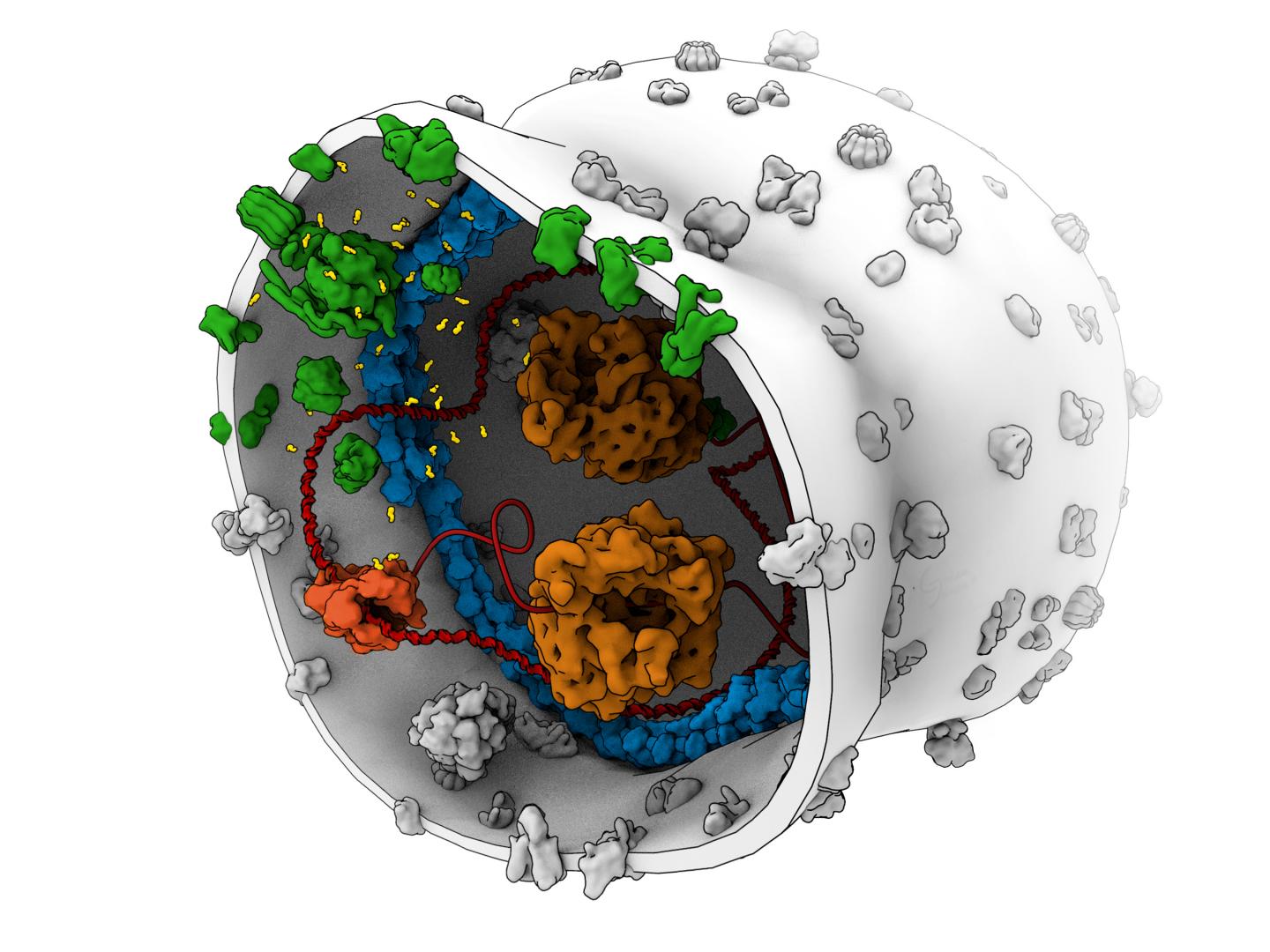 This is an artist's impression of a synthetic cell, with the ATP production system in green. @ Bert Poolman / BaSyC consortium