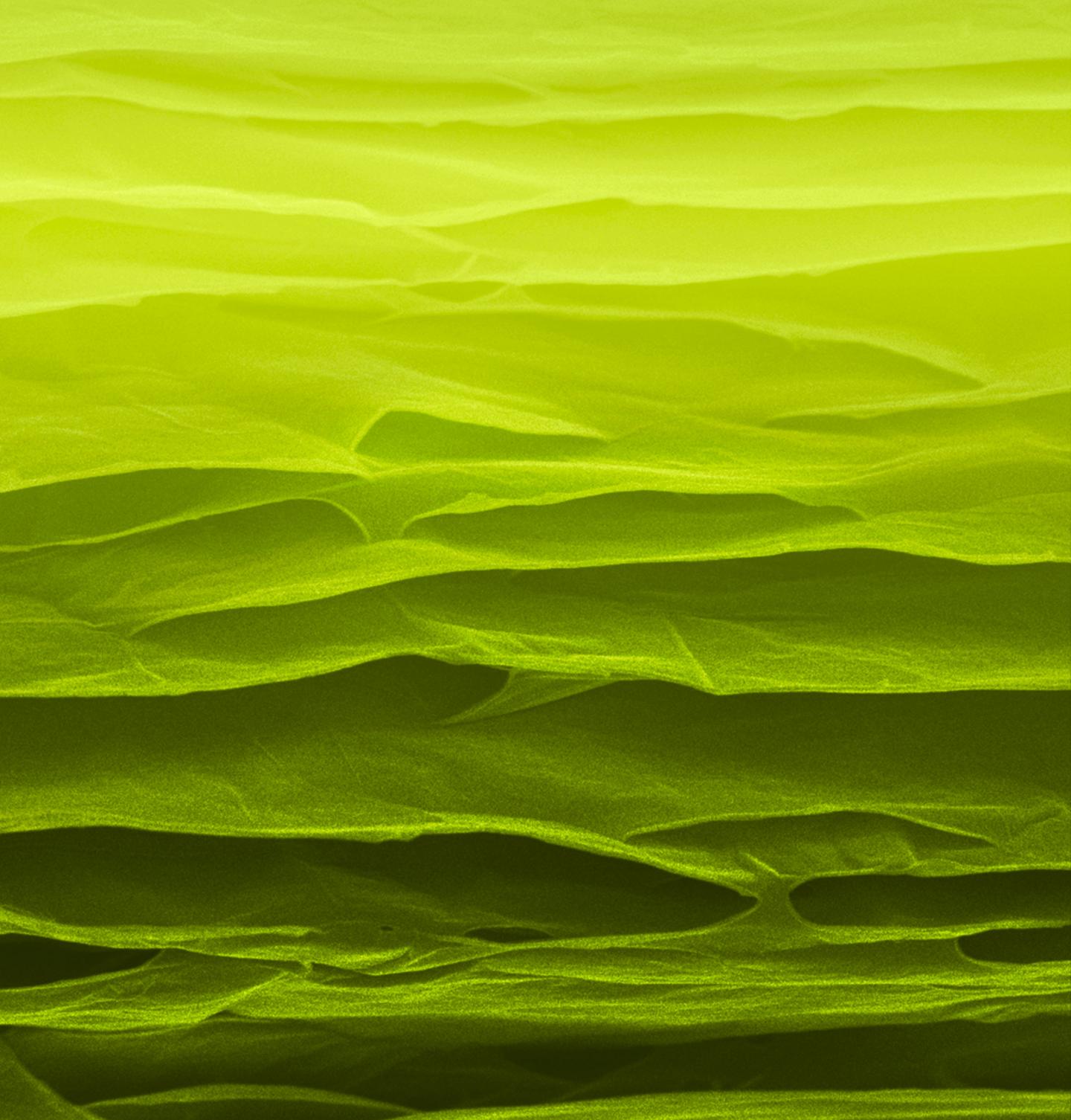 This false-color, scanning electron microscope image shows the fractured surface of a sequentially bonded graphene sheet. An international research team led by scientists at Beihang University in China and The University of Texas at Dallas developed the high-strength, super-tough sheets, which can be inexpensively fabricated at low temperatures. @ Beihang University