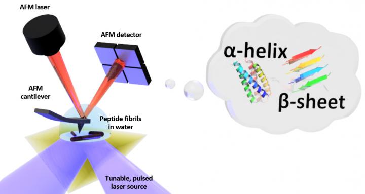 Schematic of the setup for photo-thermal induced resonance (PTIR), which includes an infrared laser source and atomic force microscope (AFM) cantilever with a sharp tip that touches the sample and vibrates in response to the sample's light-induced expansion. PTIR can determine the folding pattern (called for example α-helix, β-sheet) of peptides (amino acid chains) in water with nanometer-scale resolution. @ NIST