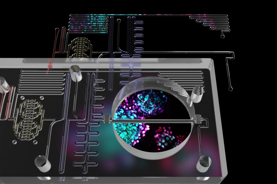 Harvard scientists have combined organ-on-a-chip and stem-cell technologies to make a powerful tool for diabetes research and beta-cell transplantation @ Harvard