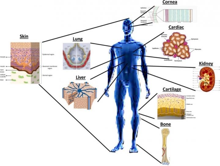 Bioprinting of potential tissue-engineered constructs @ SUTD