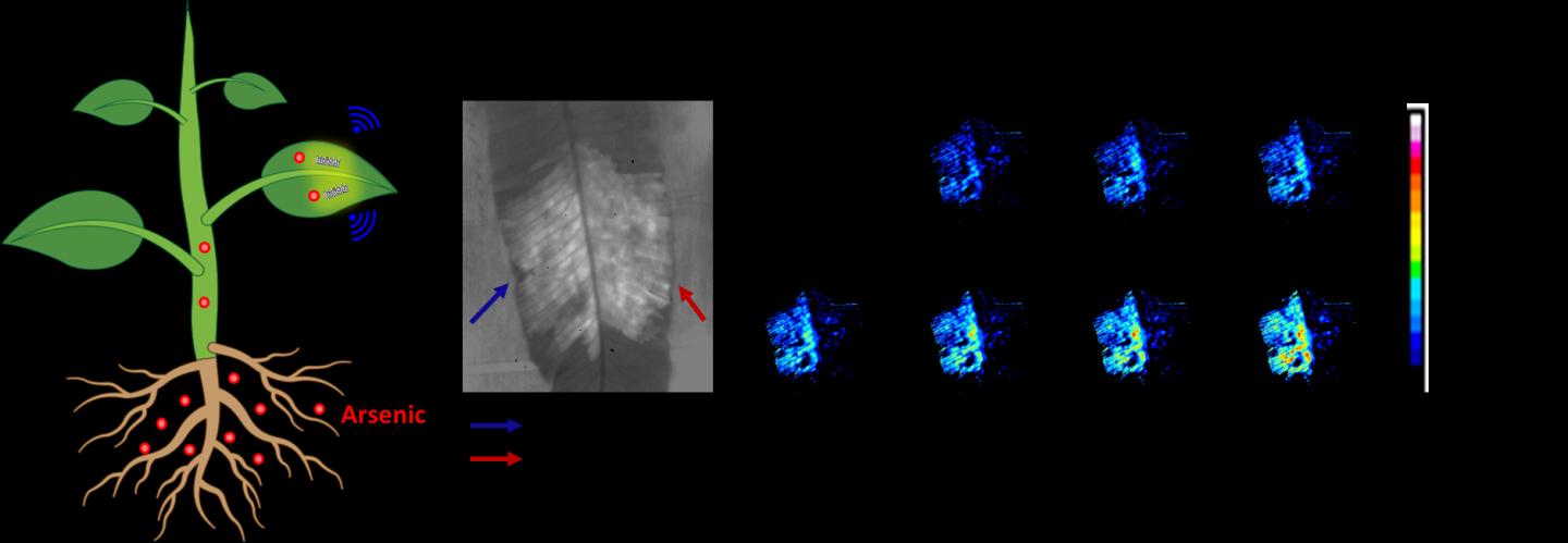 Non-destructive plant nanobionic sensor embedded within leaves to report arsenic levels within plants